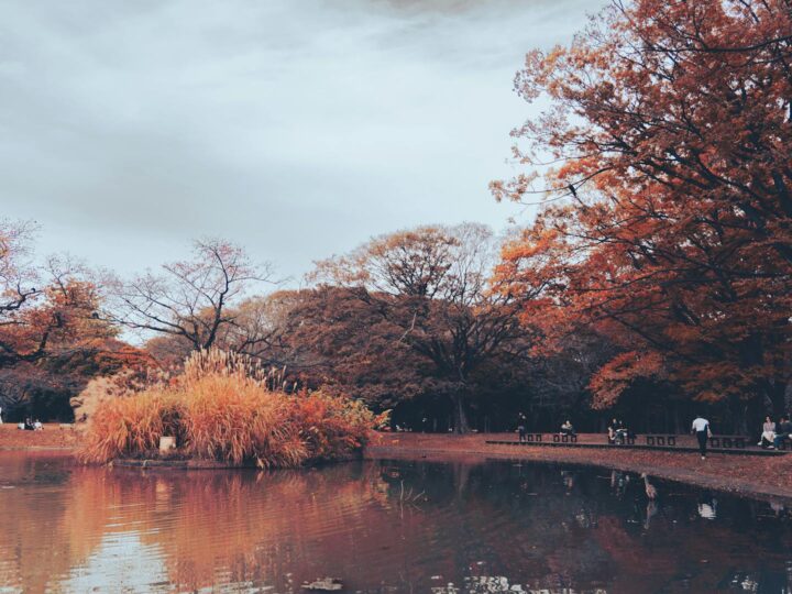 Brzenieski Park